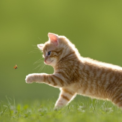 котенок трава букашка