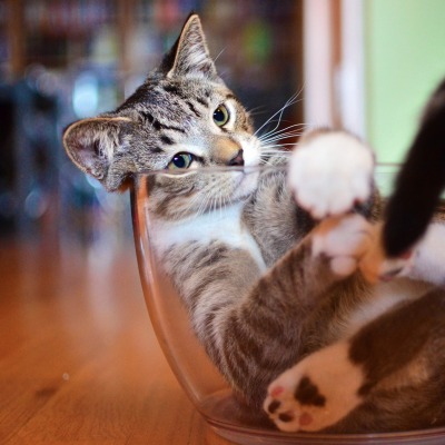 Кот в миске