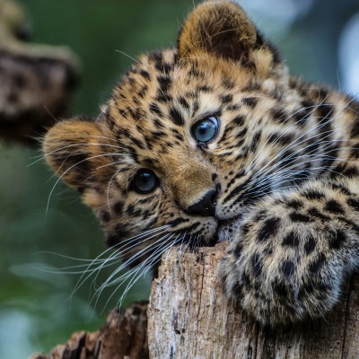 леопард детеныш бревно животное природа