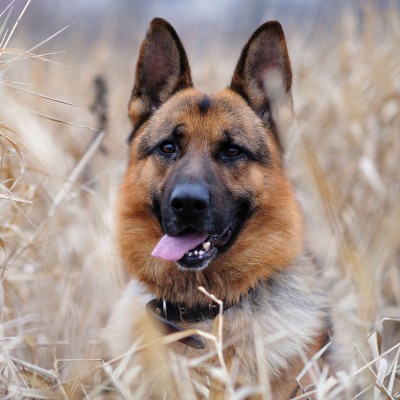 природа трава животное собака немецкая овчарка