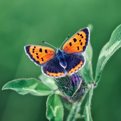 Бабочка на листке размытый фон