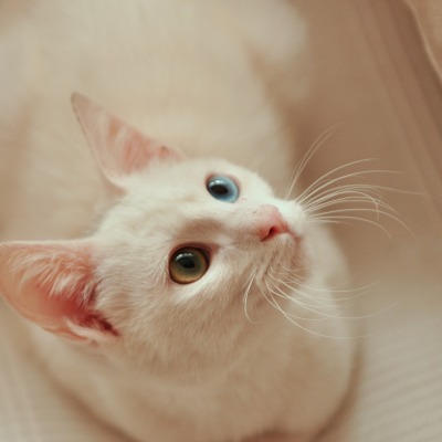 Белый кот разные глаза