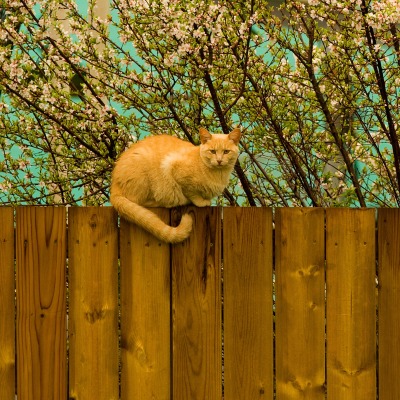 Рыжий кот на заборе