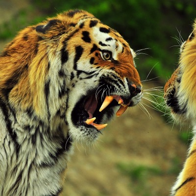 Тигры рык оскал зубы клыки
