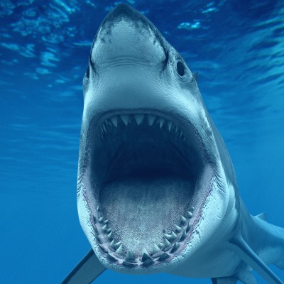 Акула пасть зубы