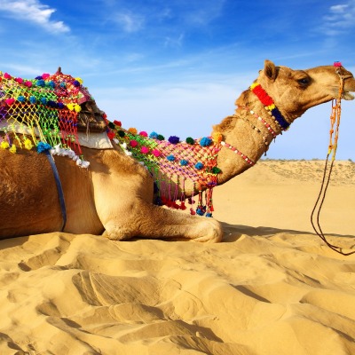 Верблюд песок пустыня