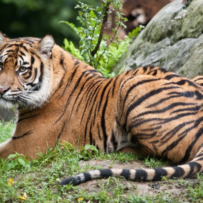 Тигр хвост