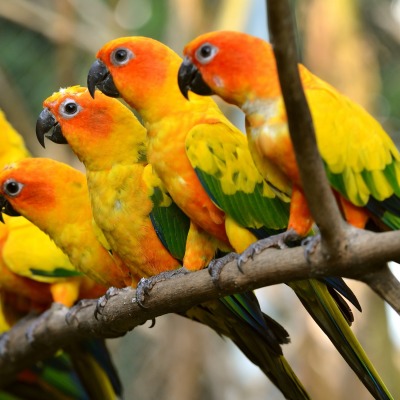 Попугаи желтые