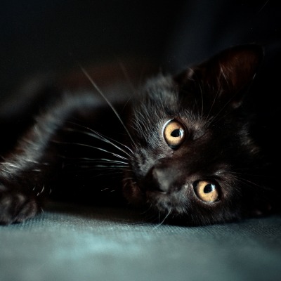 Котенок черный лежит