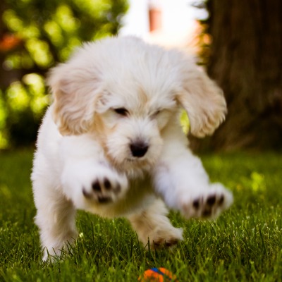 Собачка белый играет на траве