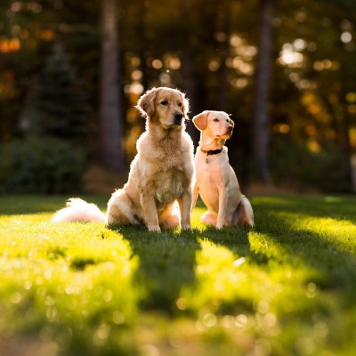 Собаки на газоне на траве