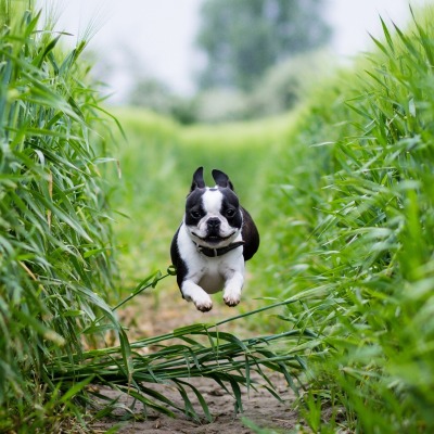 Собака бежит трава
