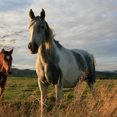 Лошади поле