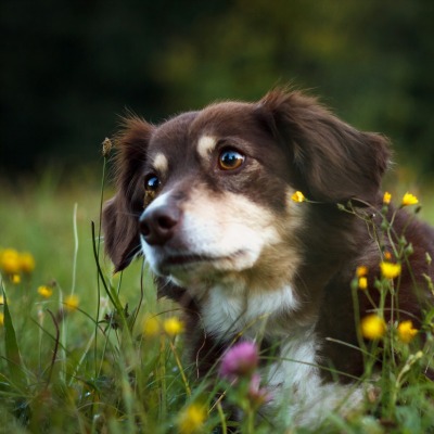 собака природа луг цветы трава
