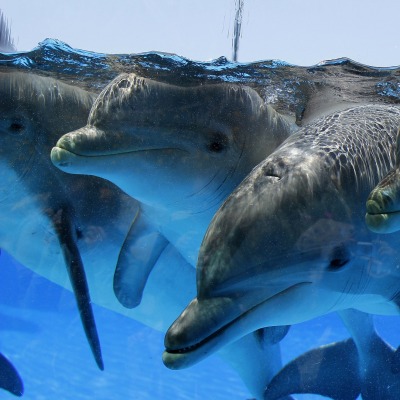 природа дельфины животные