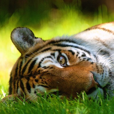 природа животное тигр