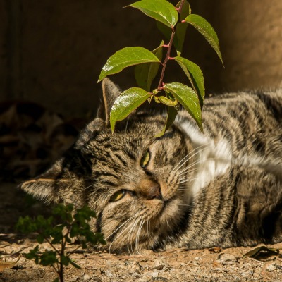 Кот дерево ветка