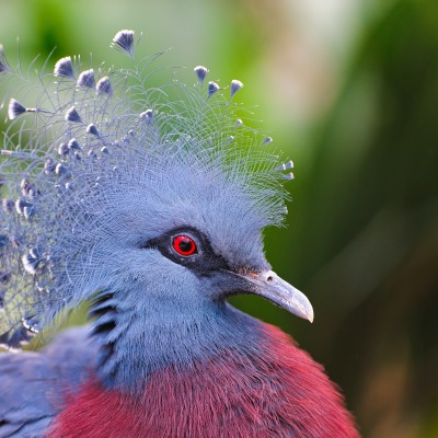птица синяя животное природа