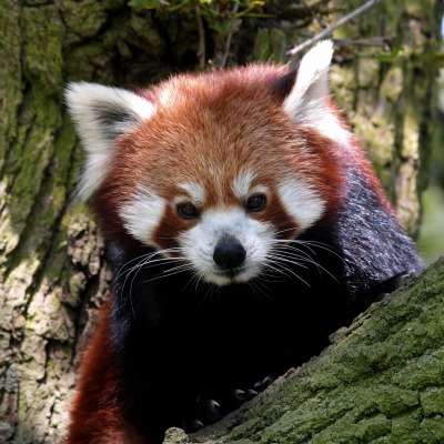 природа дерево животное красная панда