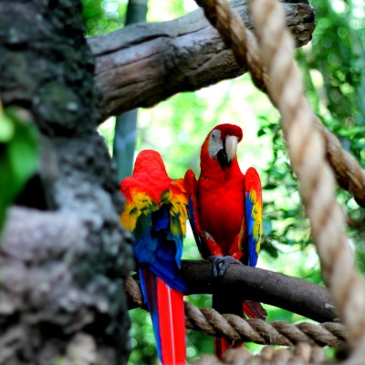 природа животные попугаи деревья
