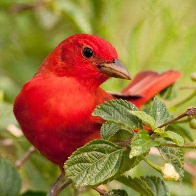 природа птица животное Кардинал