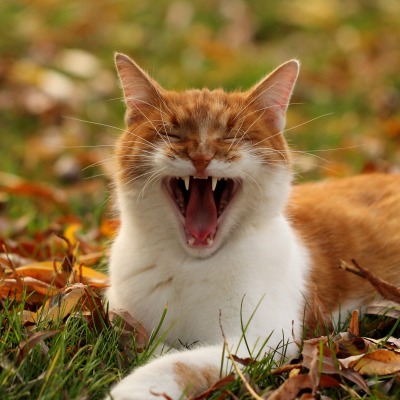 природа рыжий кот трава листья животное рот