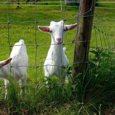 природа животные козы трава забор