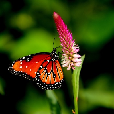 природа животные насекомое макро бабочка