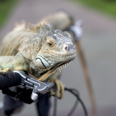 природа животные хамелеон велосипед