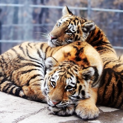 природа животные тигры