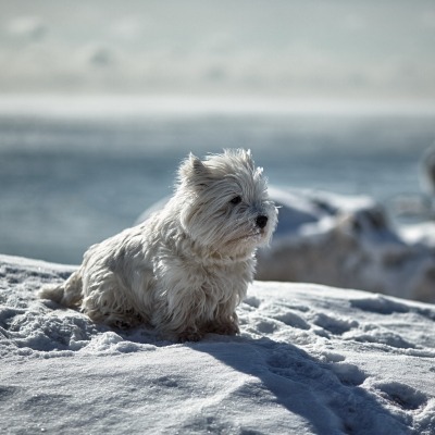 природа собака белая зима