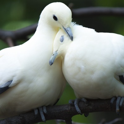природа белые птицы ветка голуби