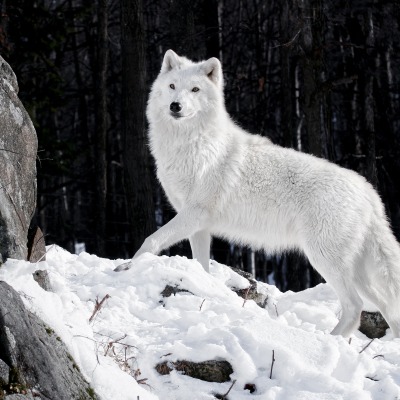 природа животные белый волк
