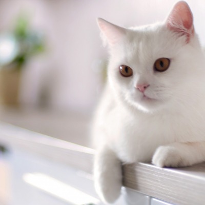 природа животные кот белый