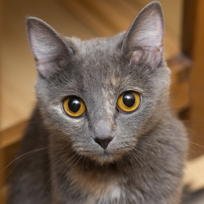 природа животные серый кот глаза