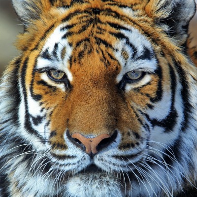 природа животные тигр голова