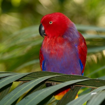 природа животные птицы попугай