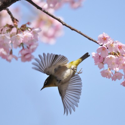 природа цветы птицы животные