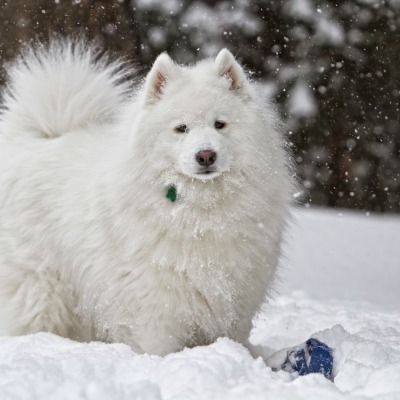 природа животные белая собака снег зима