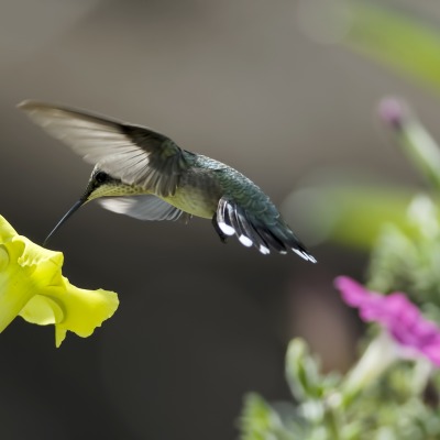 природа колибри цветы птицы