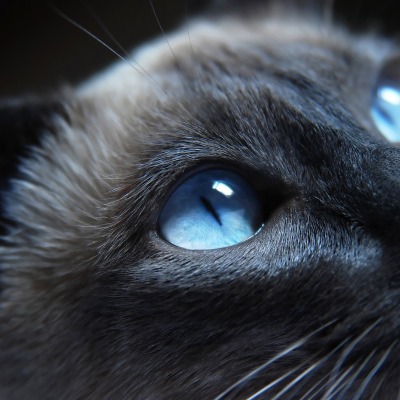 природа животные кот глаза сиамский nature animals cat eyes Siamese