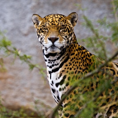 природа животные ягуар nature animals Jaguar