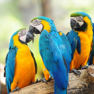 природа животные попугаи ара nature animals parrots Ara