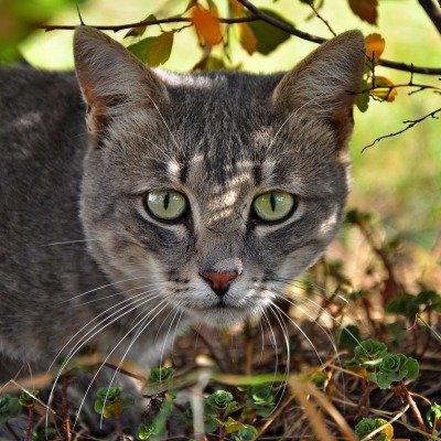 природа животные серый кот nature animals grey cat