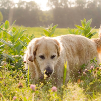 природа собака животные трава nature dog animals grass