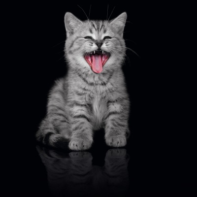 природа животные кот котенок серый nature animals cat kitten grey