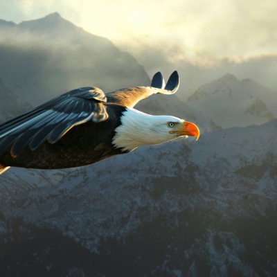 орел полет eagle flight