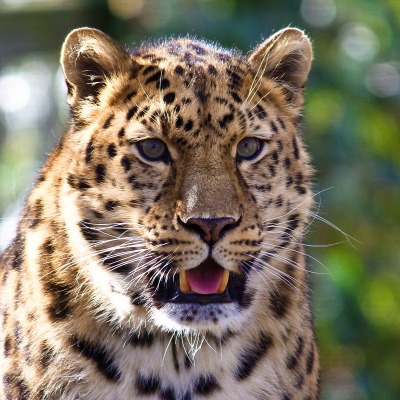 природа животные леопард nature animals leopard