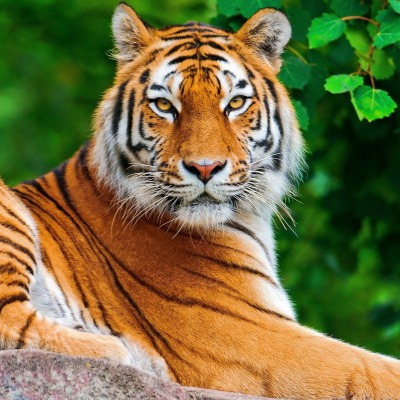 тигр tiger