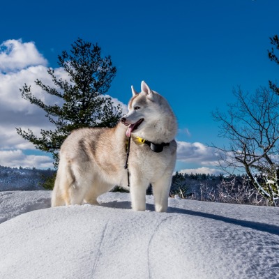 природа животные собака снег небо облака nature animals dog snow the sky clouds